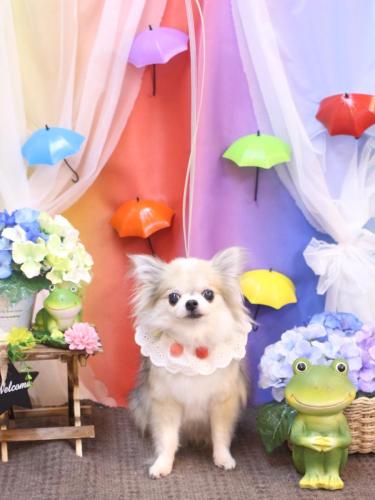 20230629ルナちゃん